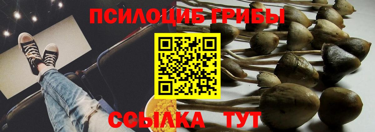 Псилоцибиновые грибы Cubensis Всеволожск